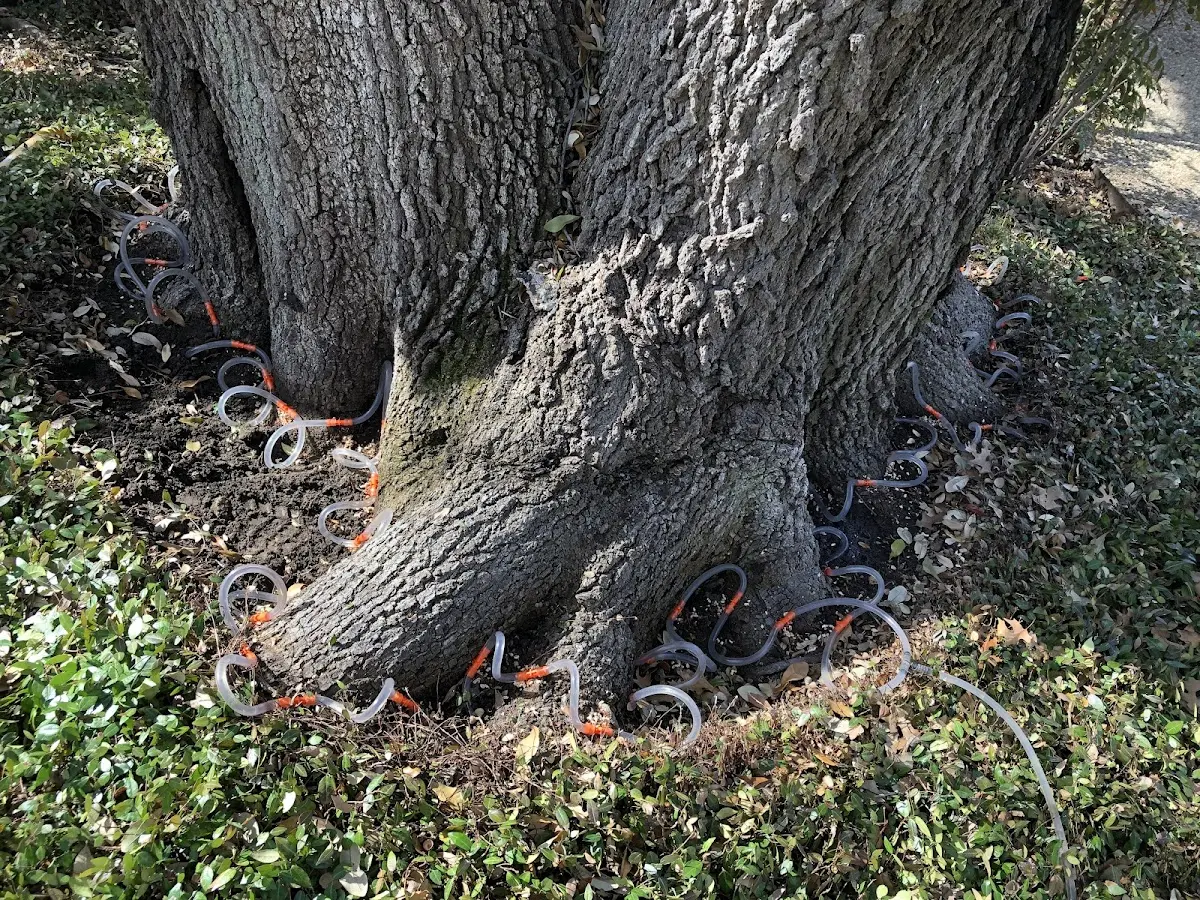 Detailed Tree Cabling and Bracing job site in Newport