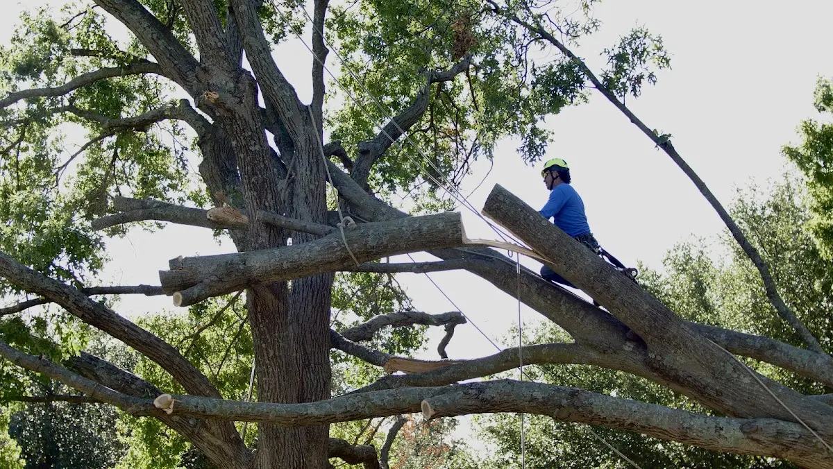 Professional Crown Thinning performed by certified arborists in Newport